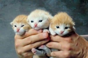 gatitos
