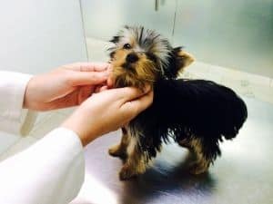 ¿Cuándo puedo empezar a pasear a mi cachorro? 2 cachorro yorkshire