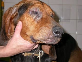Protege a tu perro de la leishmaniosis canina 2 leishmaniosis canina