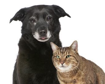 Cuidamos tu mascota senior 2 mascotas senior