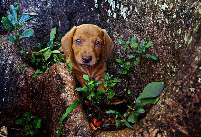 La importancia de la desparasitación 2 perro bosque