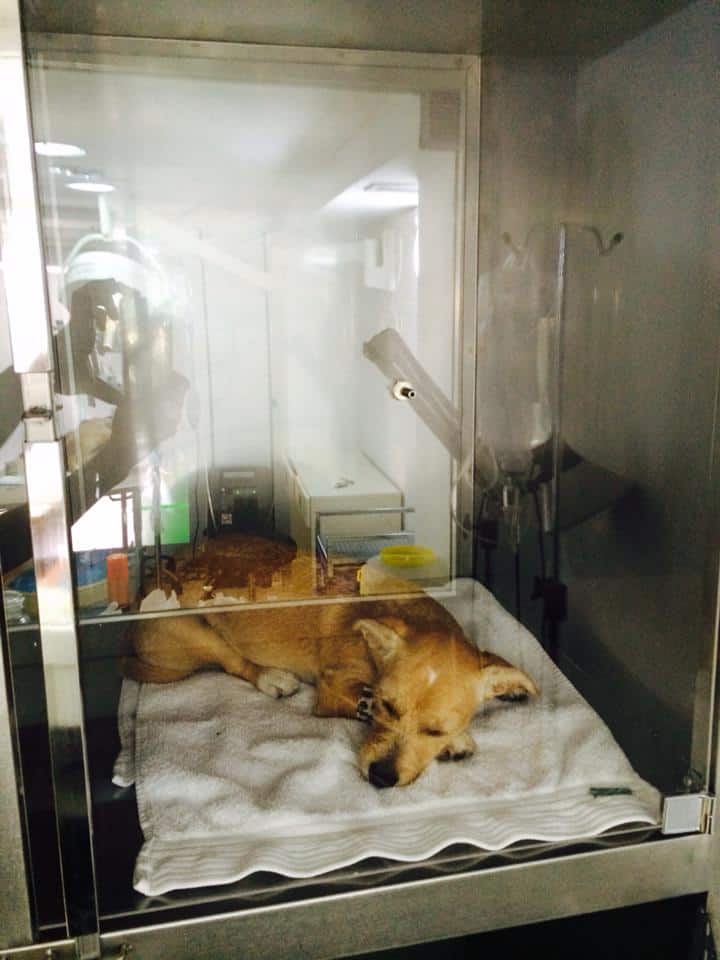 La importancia del servicio de urgencias veterinarias 2 hospitalizacion-veterinaria