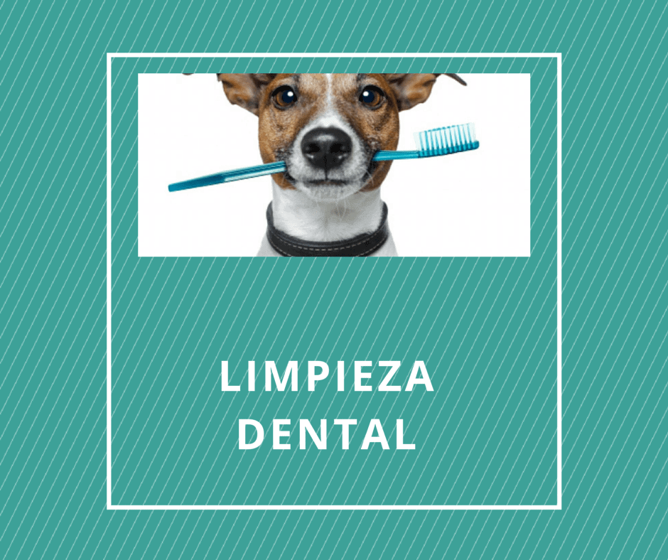 Limpieza dental a perros 2 LAUGH