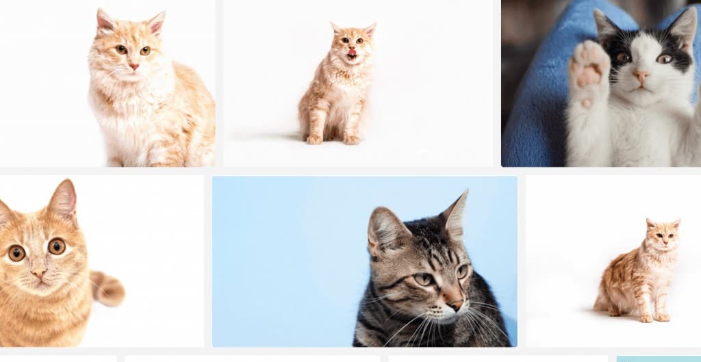 gatos