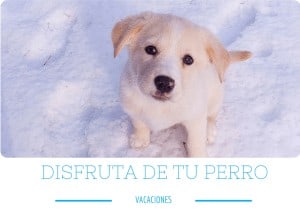 ¿Pasas la Semana Santa con tu perro? 2 vacaciones perro