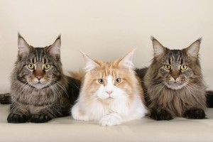 gatos