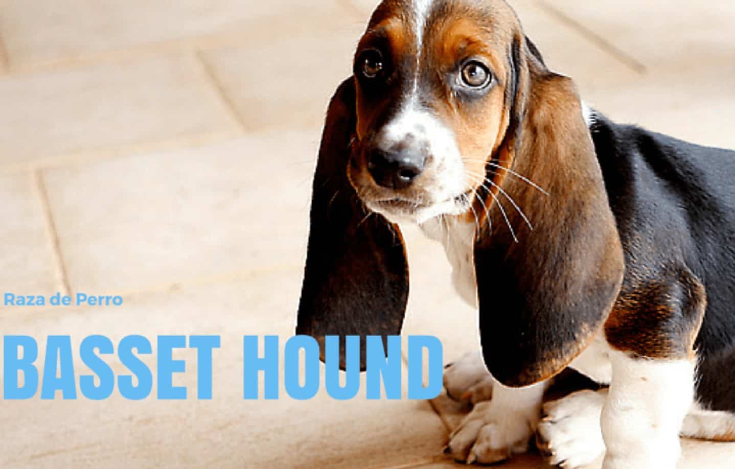 BASSET HOUND