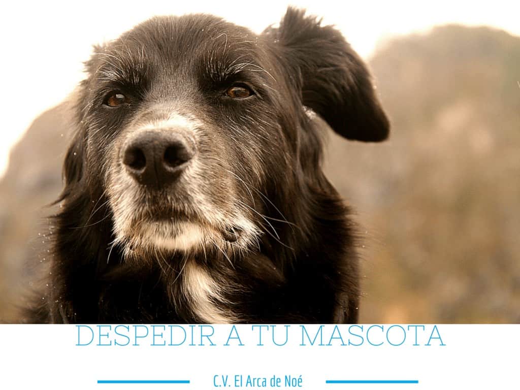 despedir mascota
