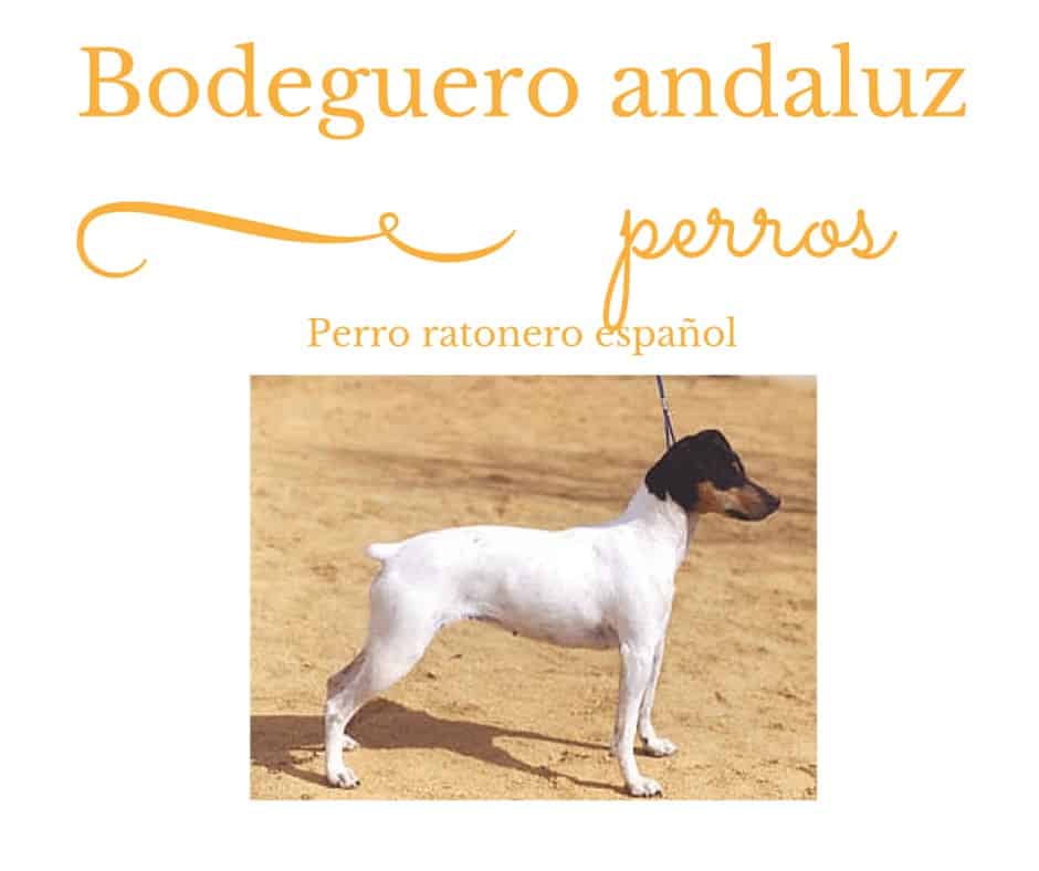 bodeguero andaluz