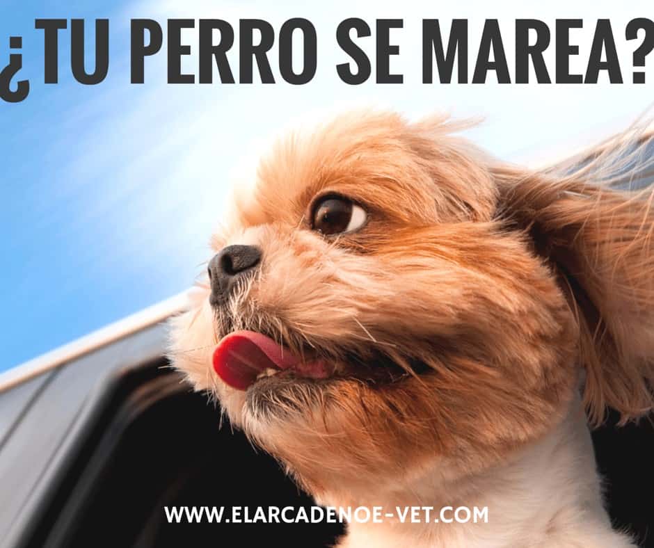 ¿Tu perro se marea en los viajes? 1 perros mareos