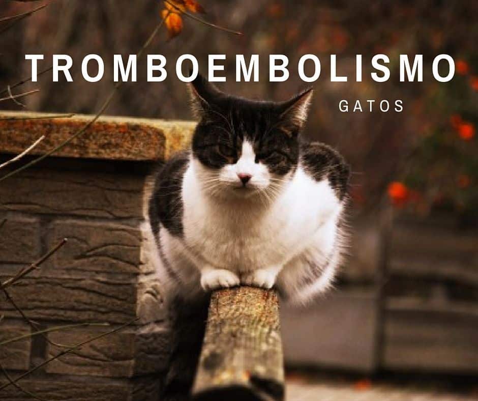tromboembolismo gatos