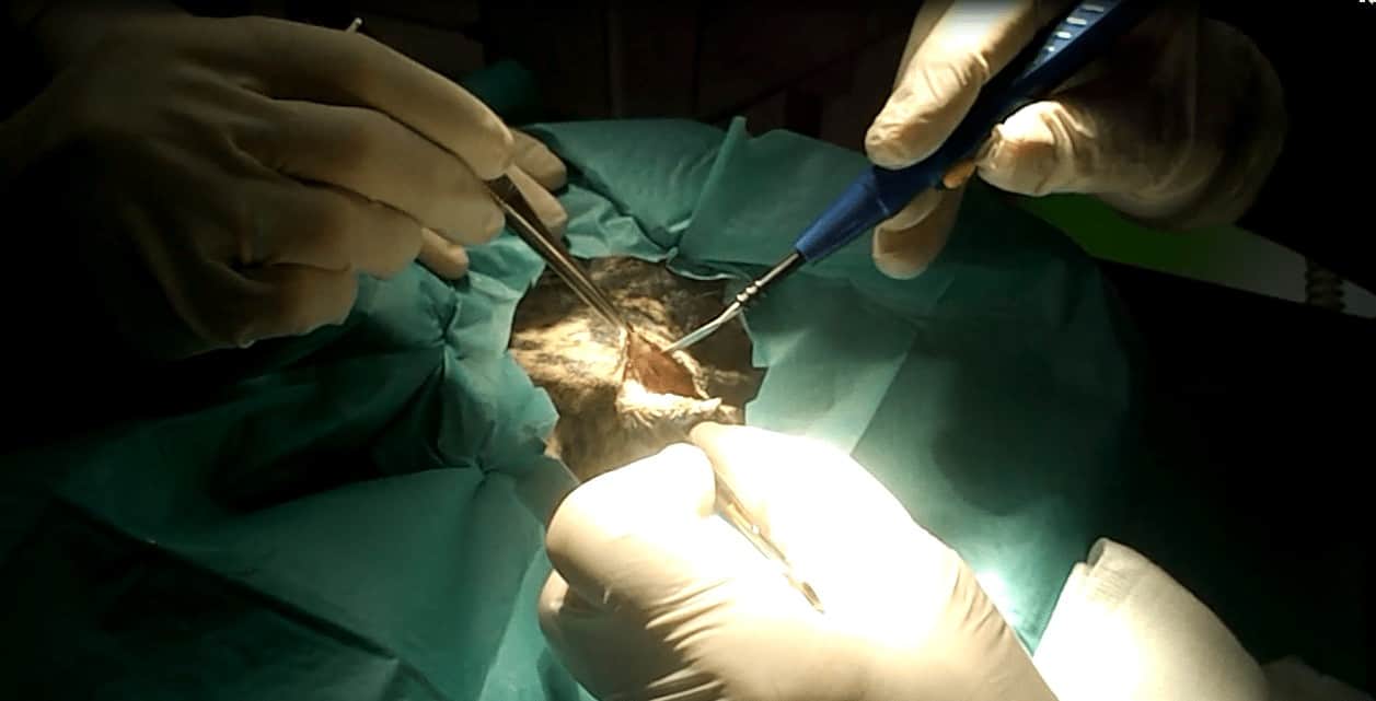 Os contamos el caso de Romeo 3 cirugia veterinaria
