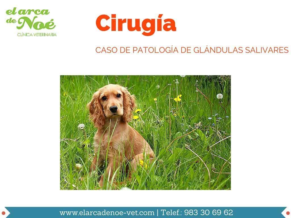 Os contamos el caso de Romeo 2 cirugia patologia perro