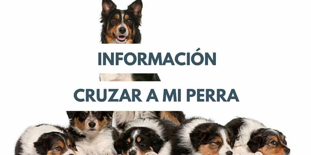 curzar perra valladolid