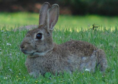Conejo veterinario