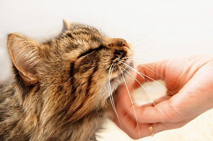 LOS CUIDADORES RESPONSABLES IDENTIFICAN A SU GATO 2 gatos clinica veterinaria