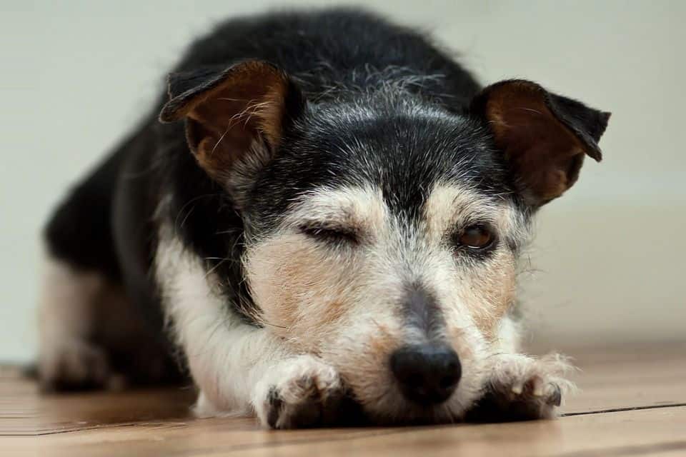 ¿Duermes con tu perro o gato? 1 perro jack russell