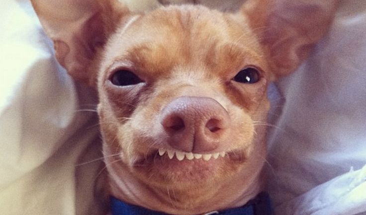 Problemas de comportamiento en el perro (1ª parte) 4 chihuahua