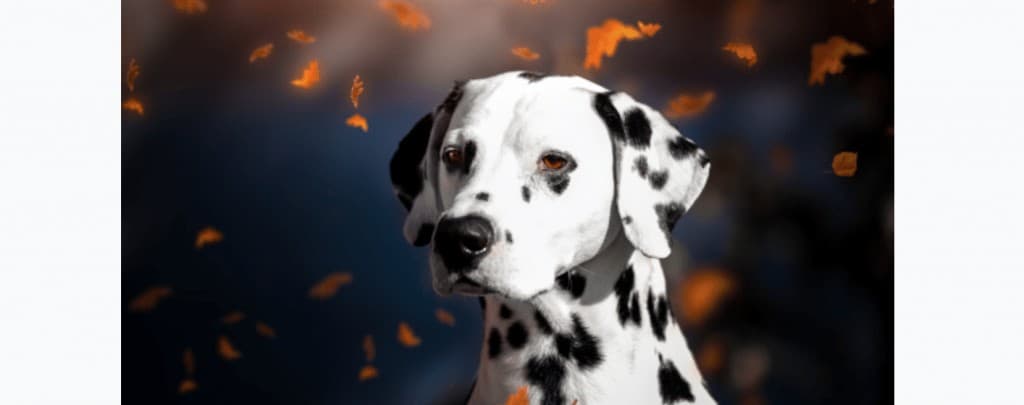 dalmata