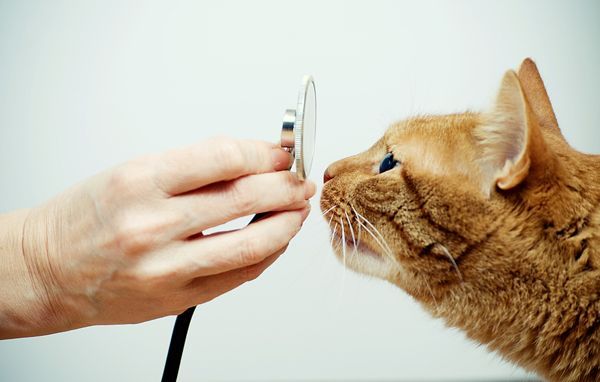 20130107 cat good vet 4