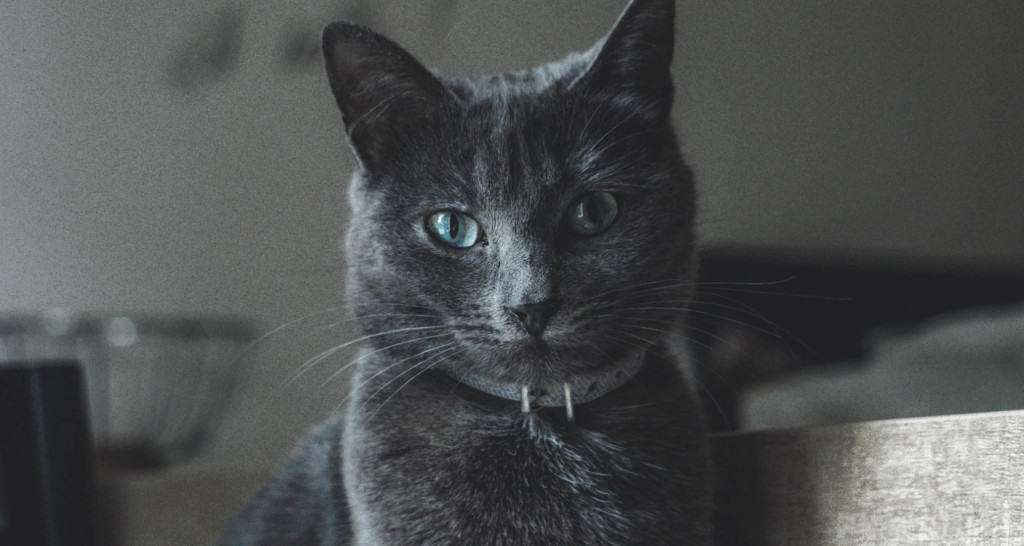 Gatos