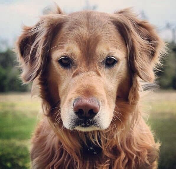 perro mayor geratrico
