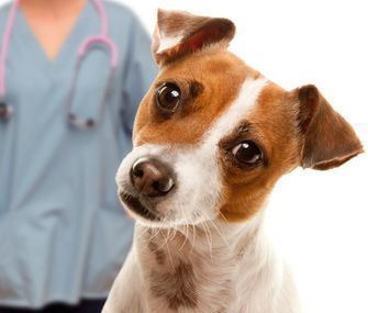 Ejercicio canino en las diferentes etapas de su vida 3 dog at vet iStock 000017704649 335sm5514