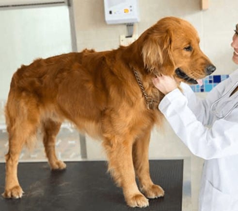 Cómo actuar ante un golpe de calor 2 perro veterinario
