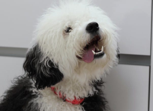 perro-dental