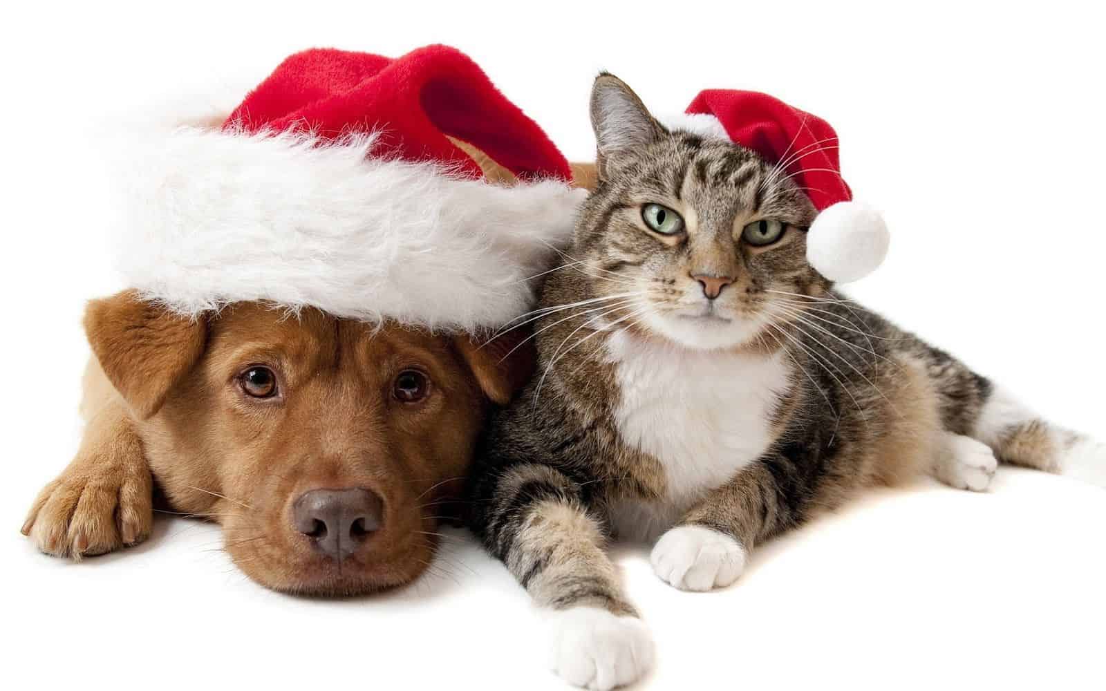 Intoxicaciones navideñas 3 perros gatos navidad