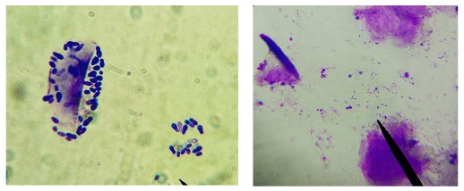Otitis e higiene de los oídos en perros y gatos 3 veterinaria blog