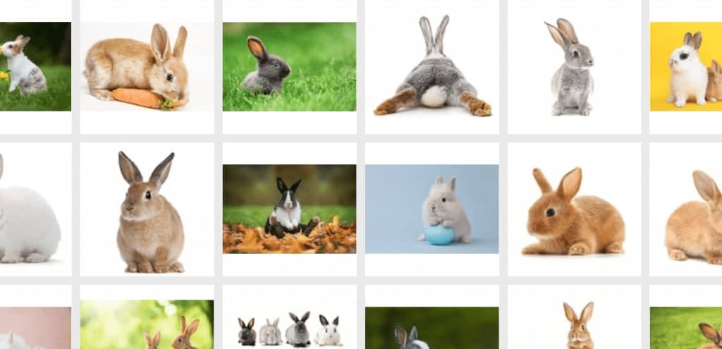 conejos