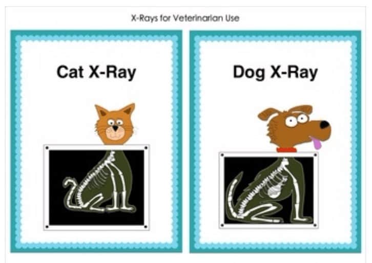 rayos veterinaria