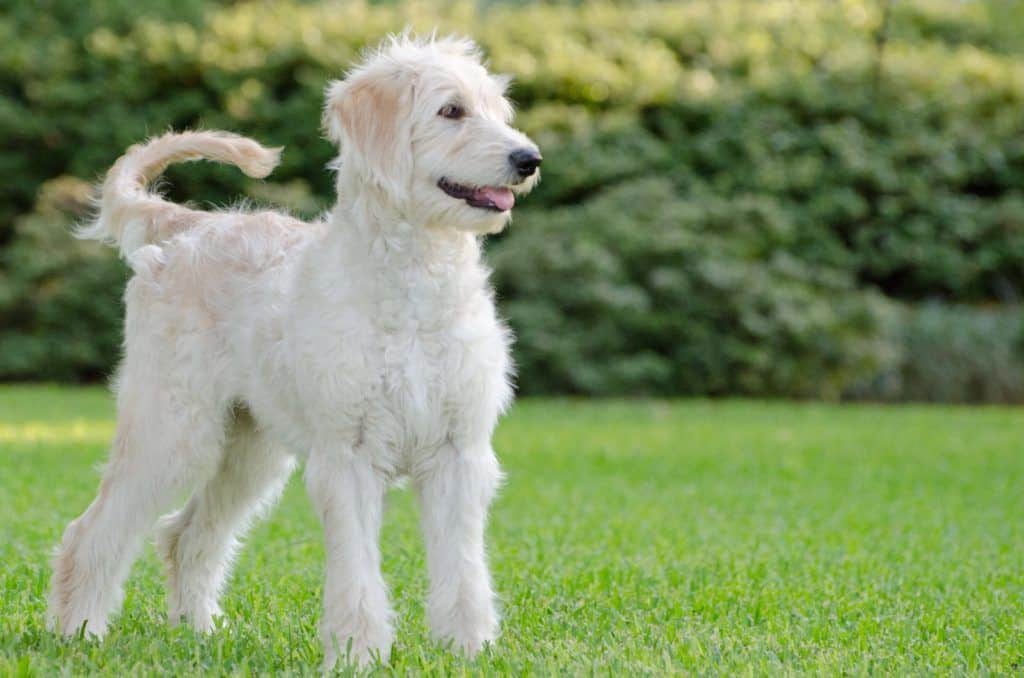 peluquería canina