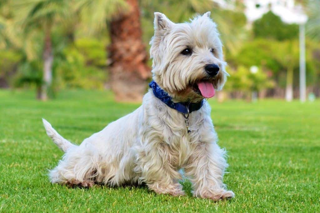 Cesárea a Westy 1 dogs 447067 1280 1