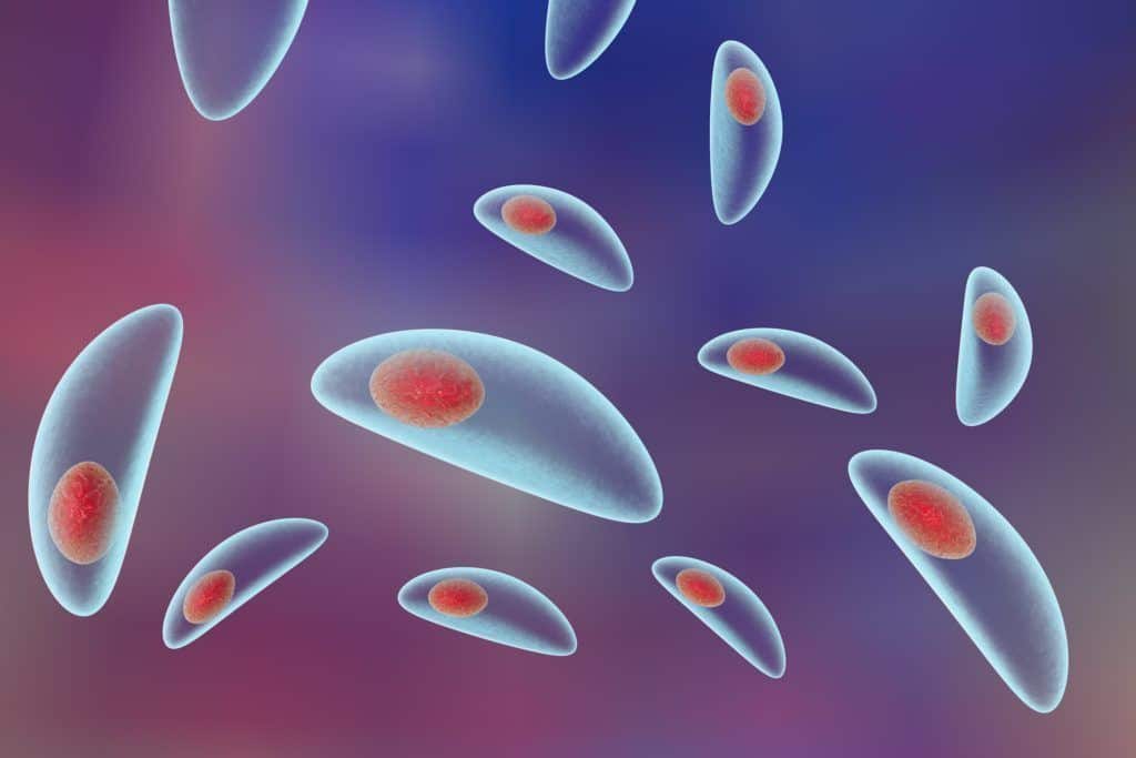 toxoplasmosis veterinaria