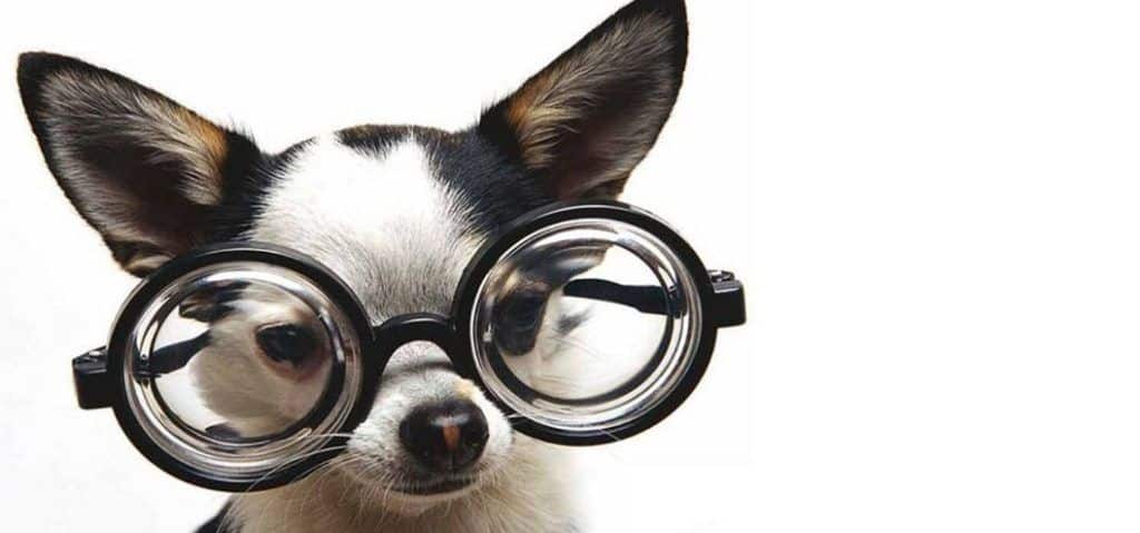 ¿Mi mascota puede ver la tele? 1 perro gafas