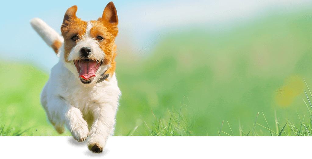 Enfermedades comunes en perros, ¿por qué es tan importante vacunarlos? 1 perro enfermedades