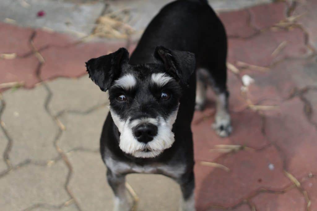 Mi perro tiene garrapatas, ¿qué hago? 1 perro garrapatas 3