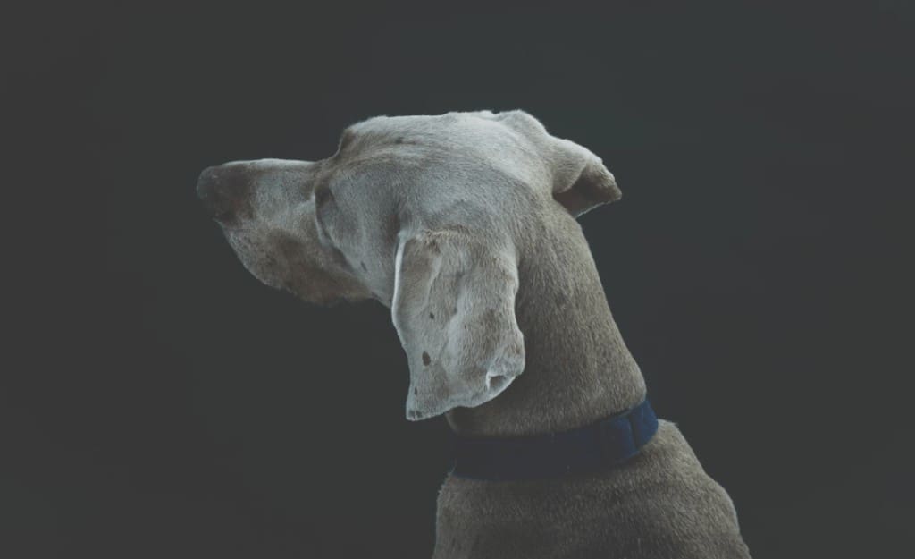 Intoxicaciones en perros y gatos: peligros que encontramos en el hogar 2 Captura de pantalla 2018 04 05 a las 11.52.23 1