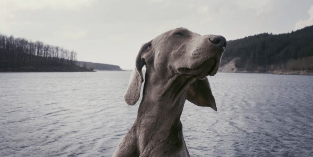 Intoxicaciones en perros y gatos: peligros que encontramos en el hogar 1 intoxicaciones perro