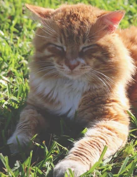 Consejos veterinarios para el verano 2 gato verano