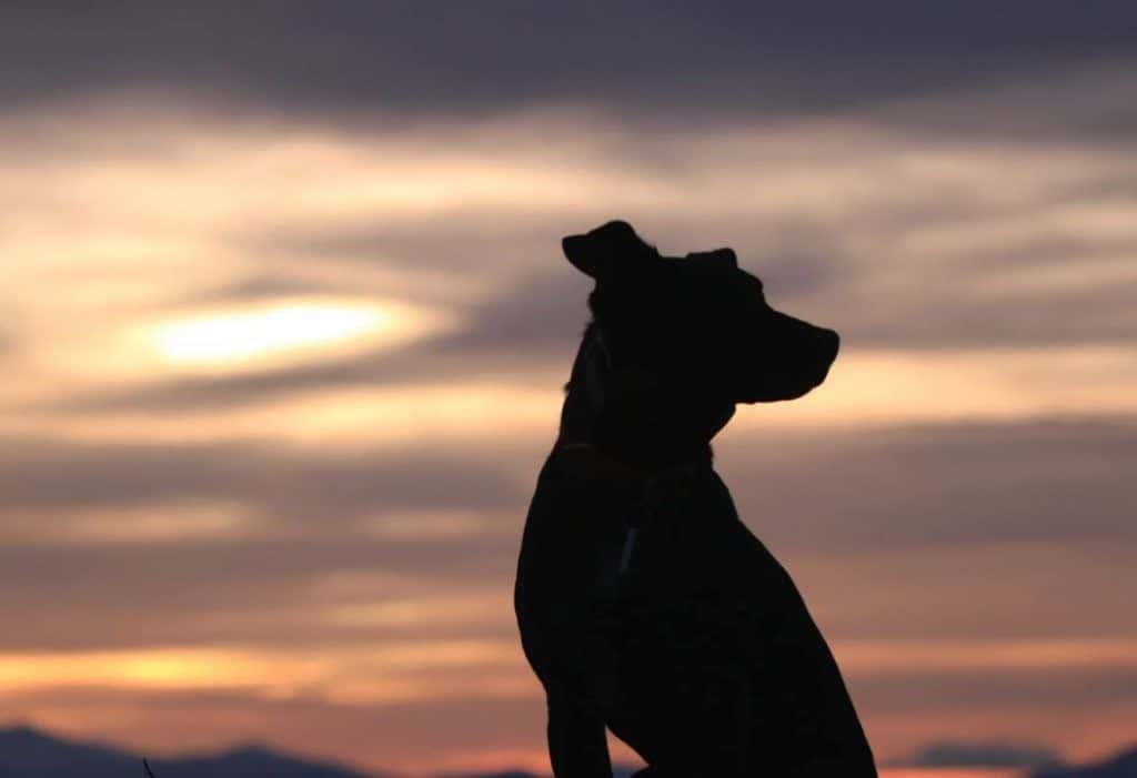 Consejos veterinarios para el verano 1 perro verano