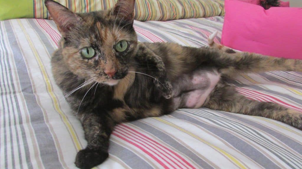 gato valladolid