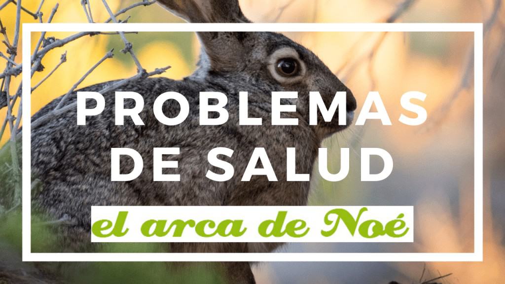 Problemas de salud de los conejos 1 conejos
