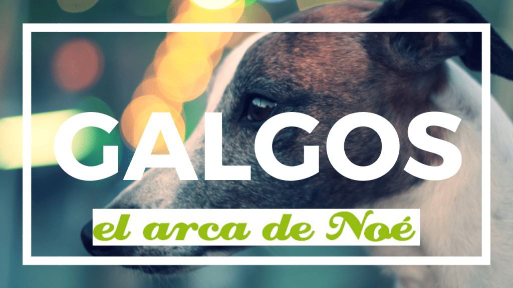 Colaboración en la tv con un galgo 1 galgos valladolid
