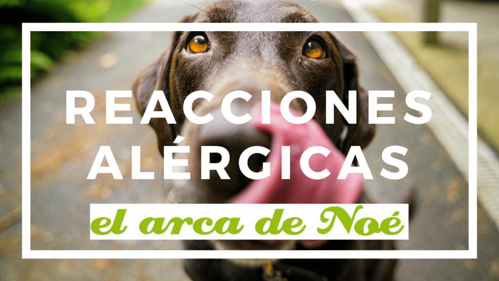 reacciones alergicas perros