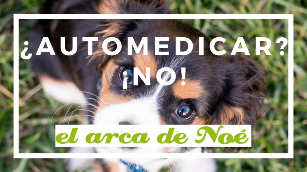 No automediques 1 no automedicar animales