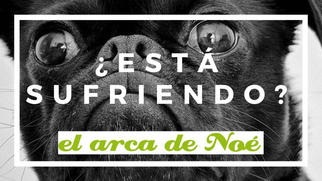 Reconocimiento del dolor en perros 1 reconocimiento del dolor en perros y gatos