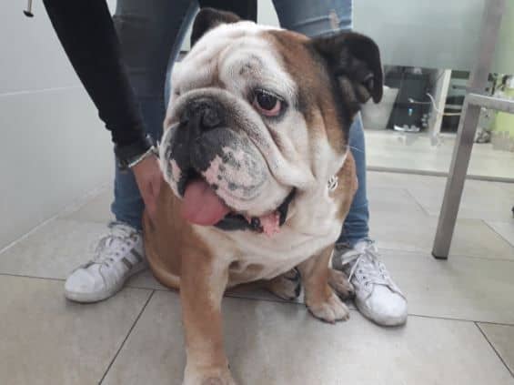 Los perros braquicéfalos 3 bulldog valladolid